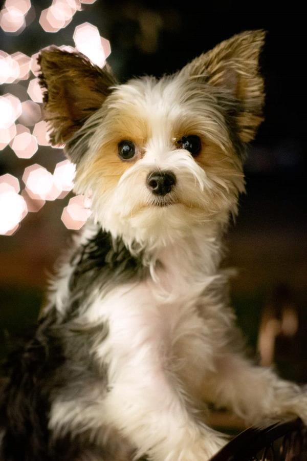 /Images/uploads/Warrick Parks Foundation/pippero-pup-park/entries/27859.jpg